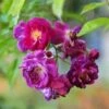 Rosa Purple Skyliner - Rambling Rose -Fruit Garden Shop RosapurpleSkylinerNo2