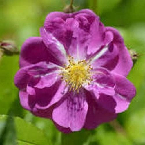 Rosa Purple Skyliner - Rambling Rose 4 Rosa Purple Skyliner - Rambling Rose - Image 2
