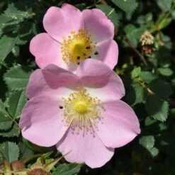 Rosa X Hibernica - Wild Shrub Rose