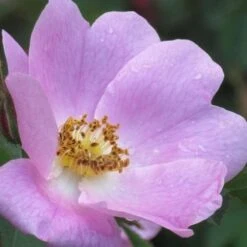 Rosa X Hibernica - Wild Shrub Rose -Fruit Garden Shop RosaxHibernicaNo4