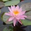 Nymphaea Rose Arey -Fruit Garden Shop RoseArey