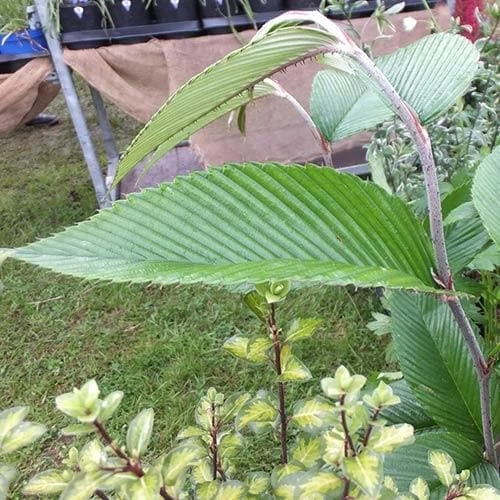 Rubus Calophyllus 4 Rubus Calophyllus - Image 2