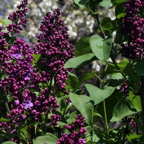 Syringa Vulgaris Andenken And Ludwig Späth 4 Syringa Vulgaris Andenken And Ludwig Späth - Image 2