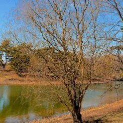 Salix X Sepulcralis Dart's Snake -Fruit Garden Shop Salix alba Dart s Snake 03