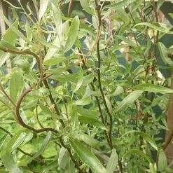 Salix X Sepulcralis Dart's Snake -Fruit Garden Shop Salix alba Dart s Snake 05