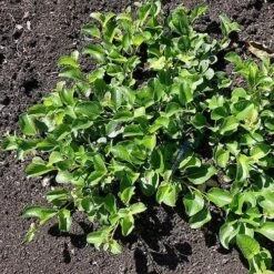 Salix Nakamurana Var. Yezoalpina -Fruit Garden Shop Salix nakamurana 05