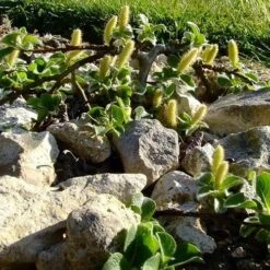 Salix Nakamurana Var. Yezoalpina -Fruit Garden Shop Salix nakamurana 06