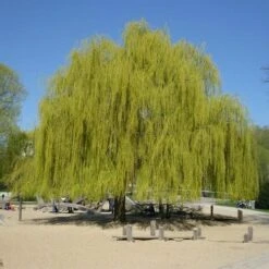 Salix Alba Tristis - Golden Weeping Willow -Fruit Garden Shop Salix alba Tristis