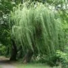 Salix Alba Tristis - Golden Weeping Willow 1 Salix Alba Tristis - Golden Weeping Willow -Fruit Garden Shop Salix alba Tristis 01