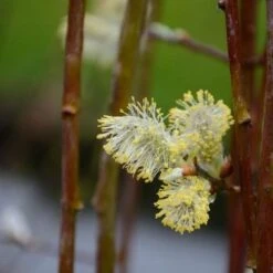 Salix Caprea Kilmarnock - Kilmarnock Weeping Willow -Fruit Garden Shop Salix caprea Kilmarnock