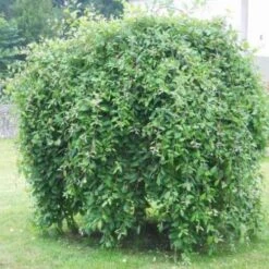 Salix Caprea Kilmarnock - Kilmarnock Weeping Willow -Fruit Garden Shop Salix caprea Kilmarnock 5