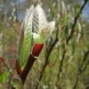 Salix Fargesii -Fruit Garden Shop Salix fargesii 3 4f5ffa79 acb5 4b63 a4f5 119cdf28c2e5