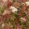 Sambucus Nigra Serenade -Fruit Garden Shop SambucusSerenade