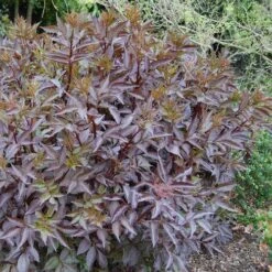 Sambucus Nigra Black Beauty (Gerda) -Fruit Garden Shop Sambucus Black Beauty01