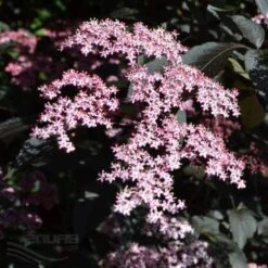 Sambucus Nigra Black Beauty (Gerda) -Fruit Garden Shop Sambucus Black Beauty04