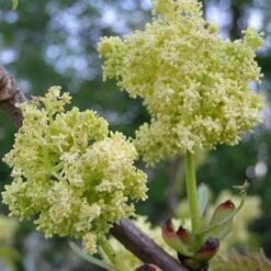 Sambucus Racemosa Plumosa Aurea 8 Sambucus Racemosa Plumosa Aurea -Fruit Garden Shop Sambucus racemosa Plumosa Aurea 02
