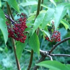 Sambucus Racemosa Plumosa Aurea 9 Sambucus Racemosa Plumosa Aurea -Fruit Garden Shop Sambucus racemosa Plumosa Aurea 04