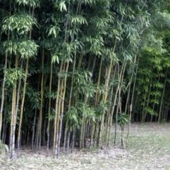 Semiarundinaria Fastuosa AGM -Fruit Garden Shop Semiarundinaria fastuosa 02