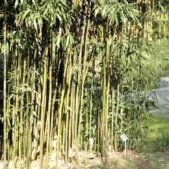 Semiarundinaria Fastuosa AGM -Fruit Garden Shop Semiarundinaria fastuosa 03