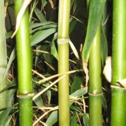 Semiarundinaria Fastuosa AGM -Fruit Garden Shop Semiarundinaria fastuosa 05