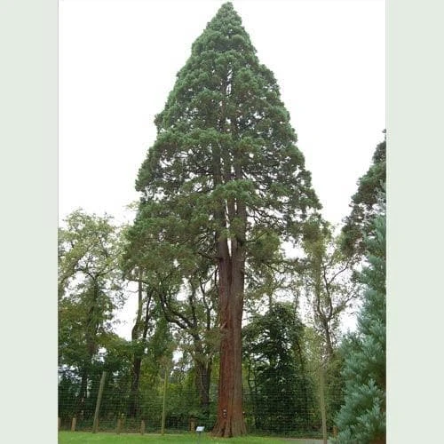 Sequoiadendron Giganteum - Giant Redwood 3 Sequoiadendron Giganteum - Giant Redwood