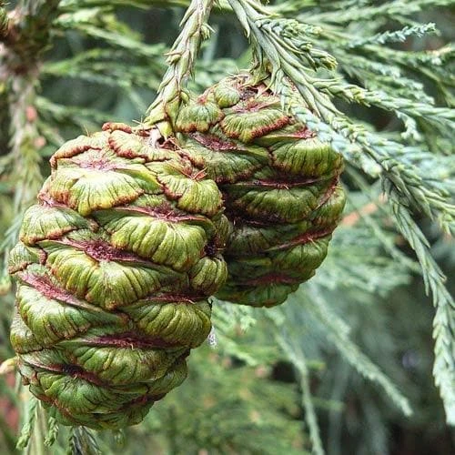 Sequoiadendron Giganteum - Giant Redwood 4 Sequoiadendron Giganteum - Giant Redwood - Image 2