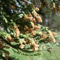 Sequoiadendron Giganteum - Giant Redwood 8 Sequoiadendron Giganteum - Giant Redwood -Fruit Garden Shop Sequoiadendron giganteum 03