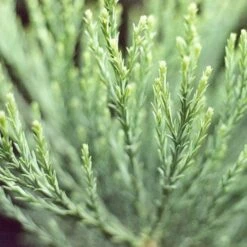 Sequoiadendron Giganteum - Giant Redwood 9 Sequoiadendron Giganteum - Giant Redwood -Fruit Garden Shop Sequoiadendron giganteum 05