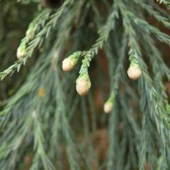 Sequoiadendron Giganteum Glaucum -Fruit Garden Shop Sequoiadendron giganteum glaucum 03