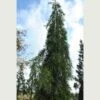 Sequoiadendron Giganteum Barabits’ Requiem -Fruit Garden Shop Sequoiadendron giganteum Barabits Requiem 01