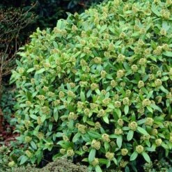 Skimmia X Confusa Kew Green - Male -Fruit Garden Shop Skimmia confusa Kew Green 03