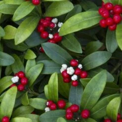 Skimmia Japonica Subsp. Reevesiana - Self Fertile -Fruit Garden Shop Skimmia japonica reevesiana03