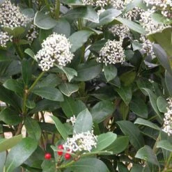 Skimmia Japonica Subsp. Reevesiana - Self Fertile -Fruit Garden Shop Skimmia japonica reevesiana05