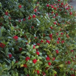 Skimmia Japonica Subsp. Reevesiana - Self Fertile -Fruit Garden Shop Skimmia japonica reevesiana06