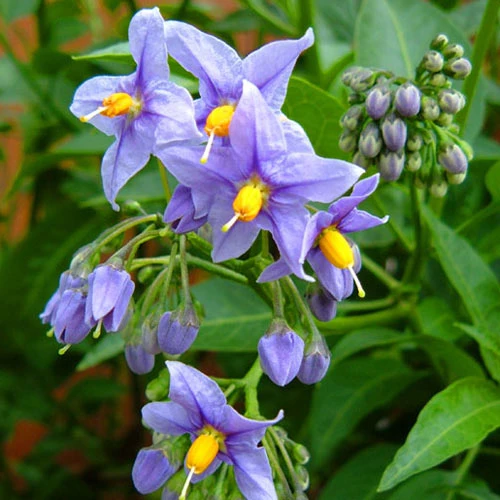 Solanum Crispum Glasnevin 5 Solanum Crispum Glasnevin - Image 3