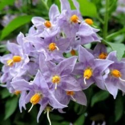 Solanum Jasminoides Blue -Fruit Garden Shop SolanumjasminoidesBlue