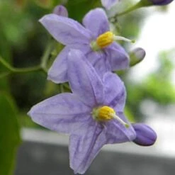 Solanum Jasminoides Blue -Fruit Garden Shop SolanumjasminoidesBlue3