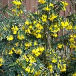 Sophora Microphylla Sunking 9 Sophora Microphylla Sunking -Fruit Garden Shop Sophora microphylla Sunking 02