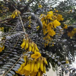 Sophora Microphylla Sunking 11 Sophora Microphylla Sunking -Fruit Garden Shop Sophora microphylla Sunking 04