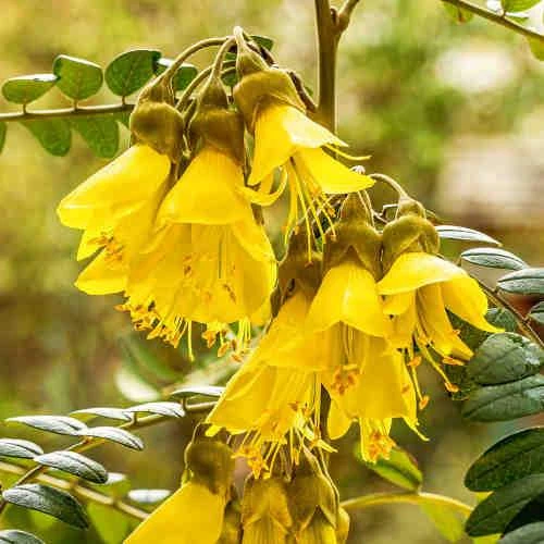 Sophora Microphylla Sunking 3 Sophora Microphylla Sunking