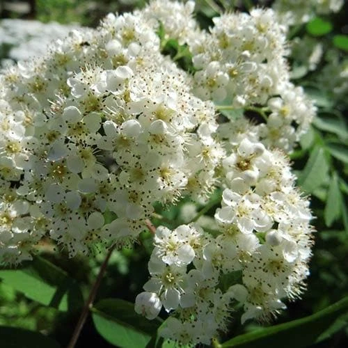 Sorbus X Thuringiaca Fastigiata 5 Sorbus X Thuringiaca Fastigiata - Image 3