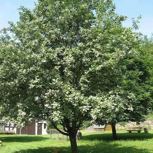 Sorbus Aria - Whitebeam 3 Sorbus Aria - Whitebeam