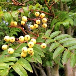 Sorbus Joseph Rock -Fruit Garden Shop Sorbus Joseph Rock 01