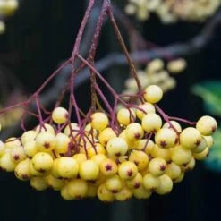 Sorbus Joseph Rock -Fruit Garden Shop Sorbus Joseph Rock 02