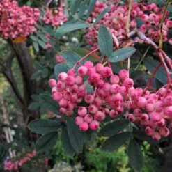 Sorbus Pseudohupehensis Pink Pagoda -Fruit Garden Shop Sorbus Pink Pagoda 05