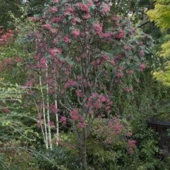 Sorbus Pseudohupehensis Pink Pagoda -Fruit Garden Shop Sorbus Pink Pagoda 06