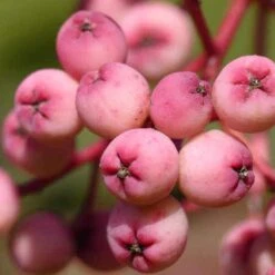 Sorbus Pseudohupehensis Pink Pagoda -Fruit Garden Shop Sorbus Pink Pagoda 09
