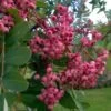 Sorbus Pseudohupehensis Pink Pagoda -Fruit Garden Shop Sorbus Pink Pagoda 10