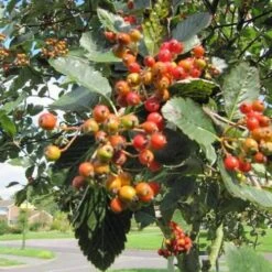 Sorbus Aria Lutescens - Whitebeam -Fruit Garden Shop Sorbus aria Lutescens 01