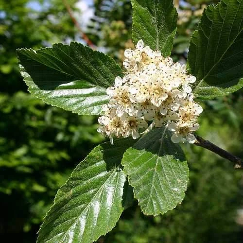 Sorbus Aria Majestica - Whitebeam 3 Sorbus Aria Majestica - Whitebeam